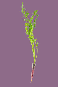 Fresh purple carrot with green leaves on purple background