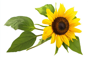 Obraz premium sunflower on white background