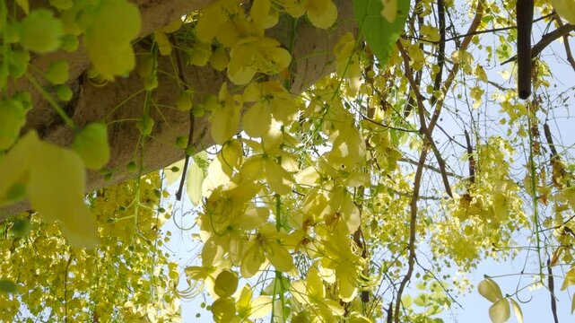 Golden shower tree is blooming with yellow flowers.