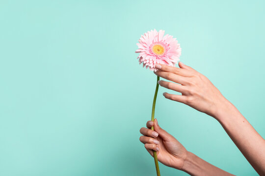 Woman hand gently touches of a pink daisy against green background