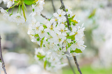 Cherry Blossom, Close-up of white cherry blossoms in spring