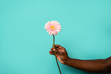 Hand of african man holding vibrant gerbera flower on blue background