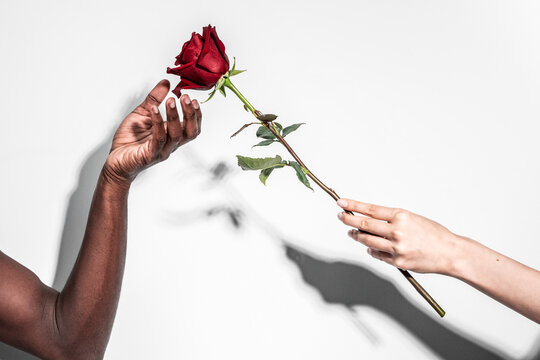 Multiethnic hands holding a single red rose