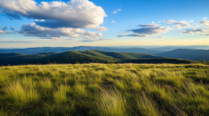 field of grass and sky