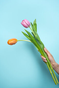 Hand of woman holding colorful tulips with blue background