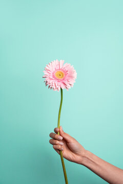 Hand of woman holding pink flower against light blue backdrop