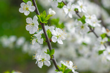 Cherry Blossom, Close-up of white cherry blossoms in spring