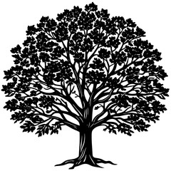 Obraz premium Sandalwood tree