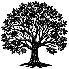 Fototapeta premium Sandalwood tree