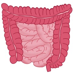 Part of intestine cartoon illustration