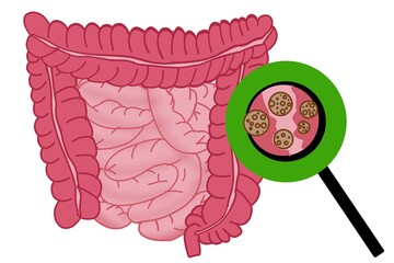 Part of intestine cartoon illustration