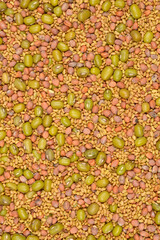 A high-angle shot shows a dense mix of small, tan alfalfa seeds, larger green mung beans, and reddish radish seeds, creating a textured pattern
