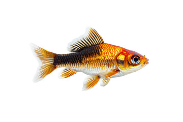 Fototapeta premium An orange goldfish gleams with reflective scales and flowing fin structure, isolated on a transparent background