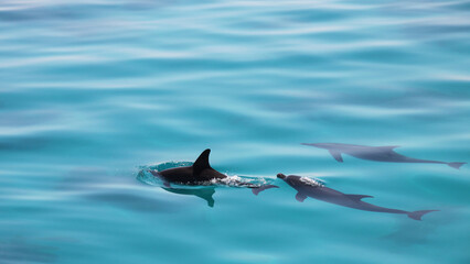 Pod of dolphins leaping out of the sea © Philipp Berezhnoy