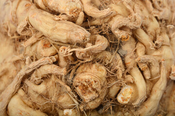 A detailed close-up shows the intricate texture and rootlets of a celeriac, highlighting its rough, beige surface