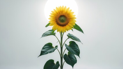 Fototapeta premium Green-leaved yellow flower on white backdrop with space for text