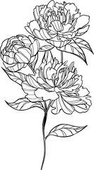 Peonies bouquet isolated. Monochrome floral arrangement.