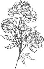 Vector lush peonies isolated. Botanical illustration for design flower market.