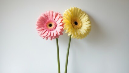 Yellow and pink gerbera flowers against a white background