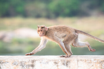 Barbary macaque ape, rhesus monkey jumping on a wall, wildlife and urban environment in India,...