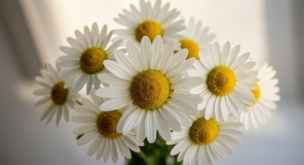 Fototapeta premium Daisy Flower Arrangement White Petals Yellow Centers