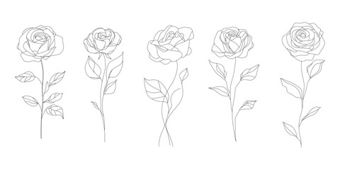 Abstract line drawing. rose and leaf. Beautiful blossoming hand drawn flower on white background. Line art for frame design. Vector stock illustration