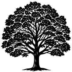 Obraz premium Teak tree