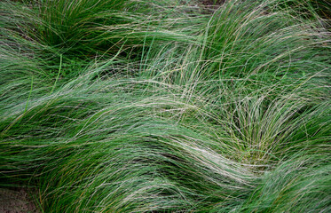 Mexican feather grass swaying. Nassella tenuissima 