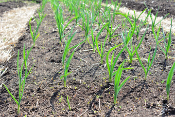 green onion plants growing in a garden