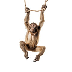 monkey hanging