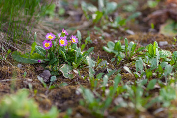 Perennial herbaceous plant of the genus Primrose Pink primrose