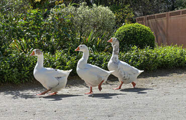 Three happy white geese are walking one after another in the park on a sunny day