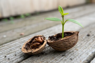 A sprouted walnut sprout
