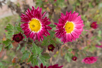 Fototapeta premium Close view of two pink, white and yellow flowers of semi-double Chrysanthemums in November