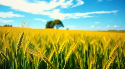 Wheat Field Under Blue Sky with Distant Trees on Sunny Day