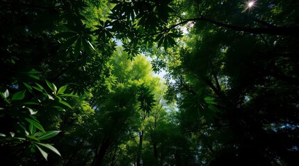Fototapeta premium Looking Up Through Green Forest Canopy to Sky on Sunny Day