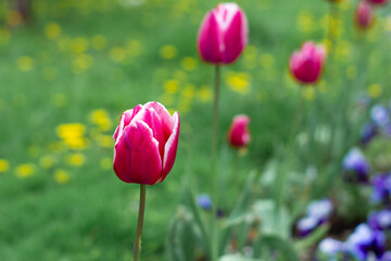 Pink tulip on green lawn background