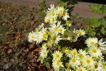 Vanilla white daisy like Chrysanthemums with bee in October