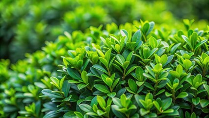 Close-up of a lush green shrub with dense foliage background, plant profile , plant details