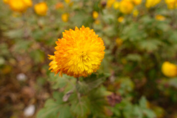 Amber yellow flower of Chrysanthemum in mid November