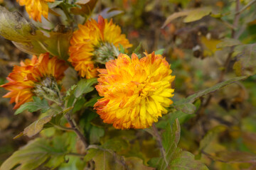 Close shot of orangey yellow flower of Chrysanthemum in November