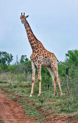 Giraffe graze in the savannah in Hlane National Park, or Royal Hlane National Park, is located in northeastern Swaziland, Africa
