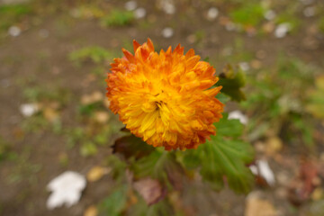 One amber yellow flower of Chrysanthemum in mid November