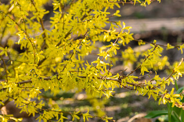 Forsythia shrub with slender branches and yellow blooms. Close up.