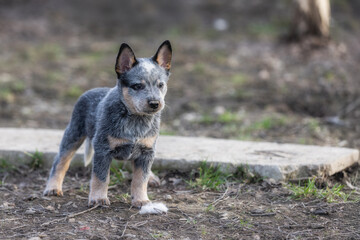 puppy Australian Cattle Dog