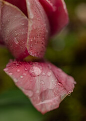 Tulip raindrops 