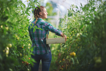 Beautiful woman in green house holding a basket with tomatoes