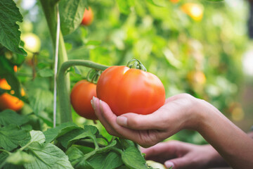 Close up of female hands holding a tomato