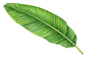 Large banana leaf isolated on white background PNG. AI GENERATED