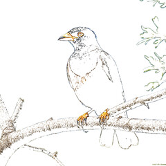 bird on a branch of tree